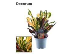 Codiaeum variegatum mammi kopstek decorum