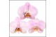 Phalaenopsis roze light pink 2 tak mimesis 