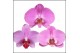 Phalaenopsis roze dark pink 2 tak mimesis 
