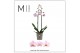 Phalaenopsis roze Mimesis Phal. Light Pink - 2 spike 12cm 