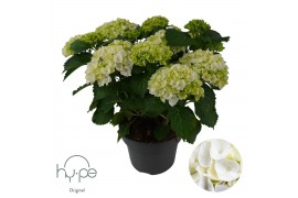 Hydrangea macrophylla mophead white 10+