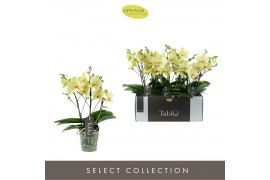 Phalaenopsis geel 3 tak tablo limoncello