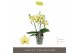 Phalaenopsis geel 3 tak tablo limoncello 