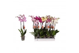 Phalaenopsis mix 6 kleuren 2 tak 14+