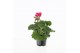 Pelargonium zonale grp f1 hot pink longlife 