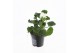Pelargonium zonale grp f1 white longlifre 