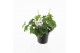 Pelargonium peltatum ville de dresden balkon white longlifre 