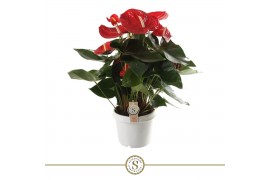Anthurium andr. red champion 10 bl.