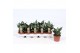 Sansevieria hahnii 