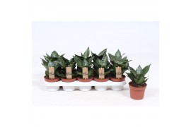 Sansevieria hahnii