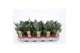 Sansevieria hahnii 
