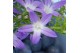 Campanula posch. adansa purple Hangpot 