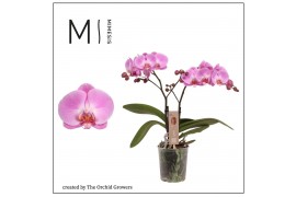 Phalaenopsis spirit pink 2 tak mimesis