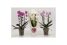 Phalaenopsis elegant cascade 2 tak Duoboga gemengd in Valentijn koker