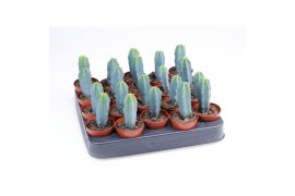 Cactus myrtillocactus geometrizans