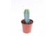 Cactus myrtillocactus geometrizans 
