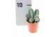 Cactus myrtillocactus geometrizans 