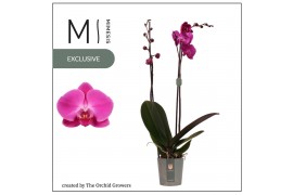 Phalaenopsis roze Karion 2 tak Mimesis