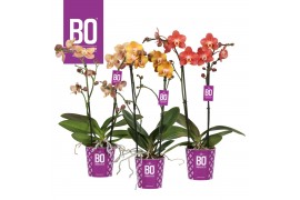 Phalaenopsis multiflora mix 2 tak bo colours gold