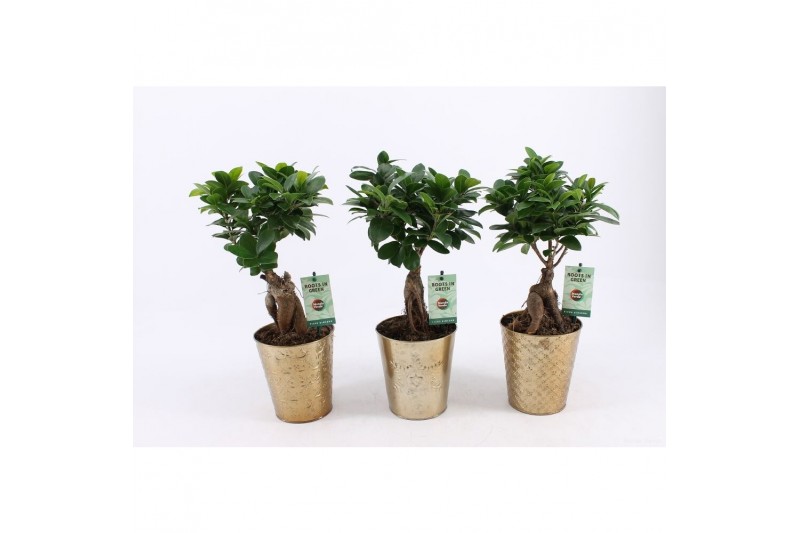 Ficus  microcarpa ginseng in golden christmas 