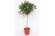 Schefflera arboricola compacta op stam,1 pp,1 pp,1 pp 