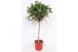 Schefflera arboricola compacta op stam,1 pp,1 pp,1 pp