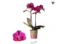 Phalaenopsis multiflora paars 2 tak merida kolibri orchids