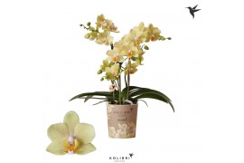 Phalaenopsis multiflora geel 3 tak livorne kolibri orchids