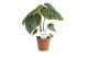 Philodendron Philodendron Columbia 1 pp 