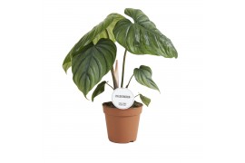 Philodendron Philodendron Columbia 1 pp