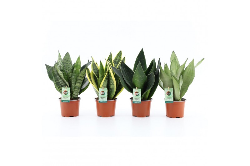Sansevieria Sansevieria Mix 4 soorten 3 pp 