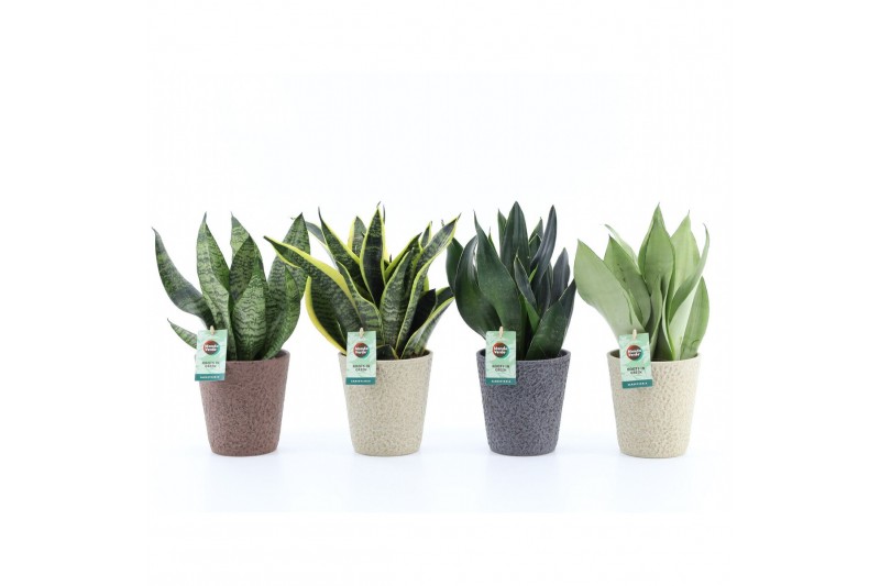Sansevieria Sansevieria Mix in Nature keramiek 3 pp 