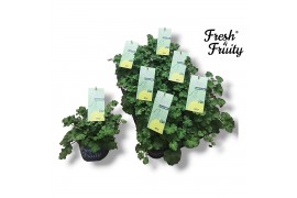 Pelargonium welrieke mix Pel. Fresh&Fruity® Apple Fresh