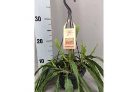 Epiphyllum dietmar paetz hangplant