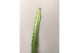 Epiphyllum dietmar paetz hangplant 