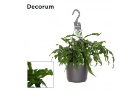 Microsorum diversifolium decorum hp