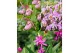 Orchideeën mix Garden Orchids 3-5+ Mix 10.5 cm 3 tak/plnt 1000 gram 