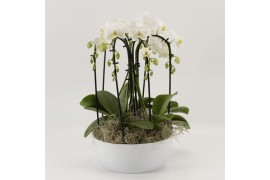 Phalaenopsis elegant cascade 6 tak Sixboga wit in schaal sena