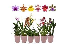Orchideeen exclusieve mix 1 tak met roze keramiek