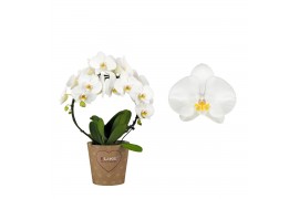 Phalaenopsis wit / geel lip duetto boog 2 tak