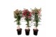 Fuchsia Fuchsia stam, mixkar 4-5 soorten 