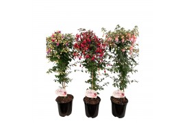 Fuchsia Fuchsia stam, mixkar 4-5 soorten