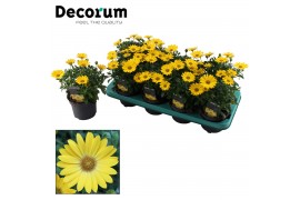 Osteospermum flowerpower pure yellow decorum