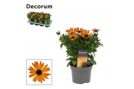 Osteospermum margarita orange flare decorum