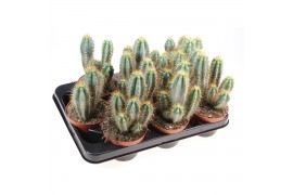 Cactus Cactus pilosocereus azureus