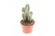 Cactus Cactus pilosocereus azureus 