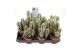 Cactus Cactus pilosocereus azureus 