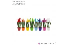 Sansevieria cylindrica velvet touchz® mix in keramiek rotterdam