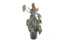 Philodendron brandtianum mosstok