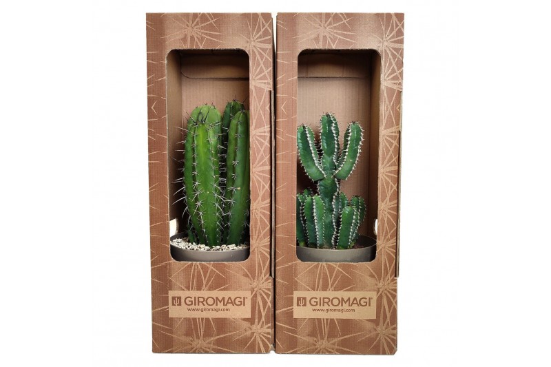 Cactus mix in cardboard packaging with giromagi logo 